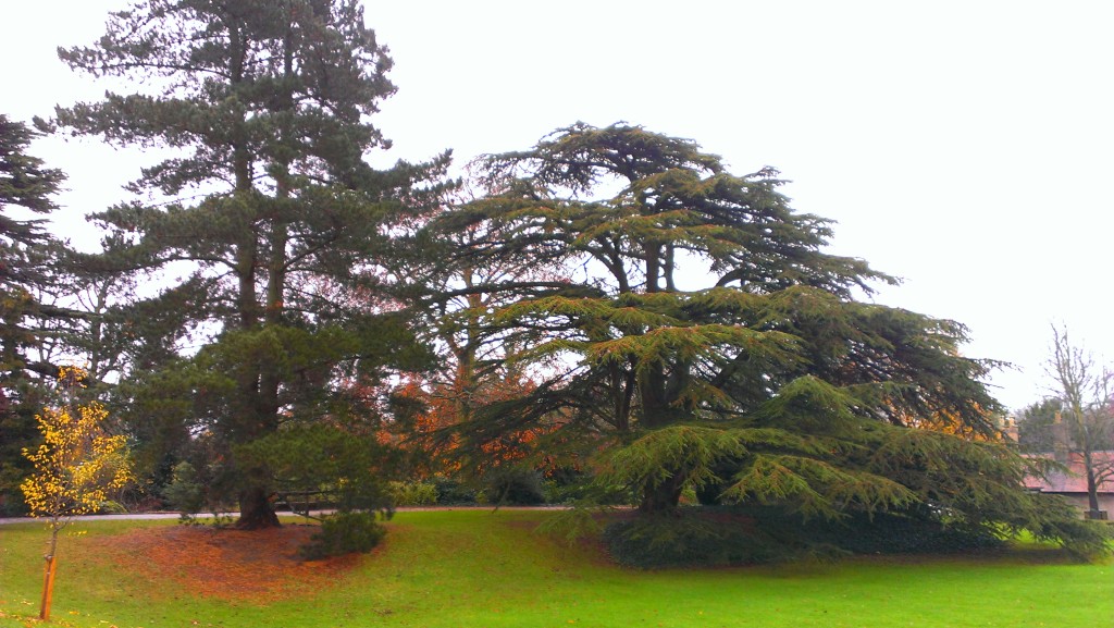 The trees in the Jephson Gardens probably date back to its creation in the early 1800s.