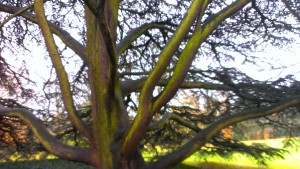 This is the big tree in the previous picture, seen from under its canopy.