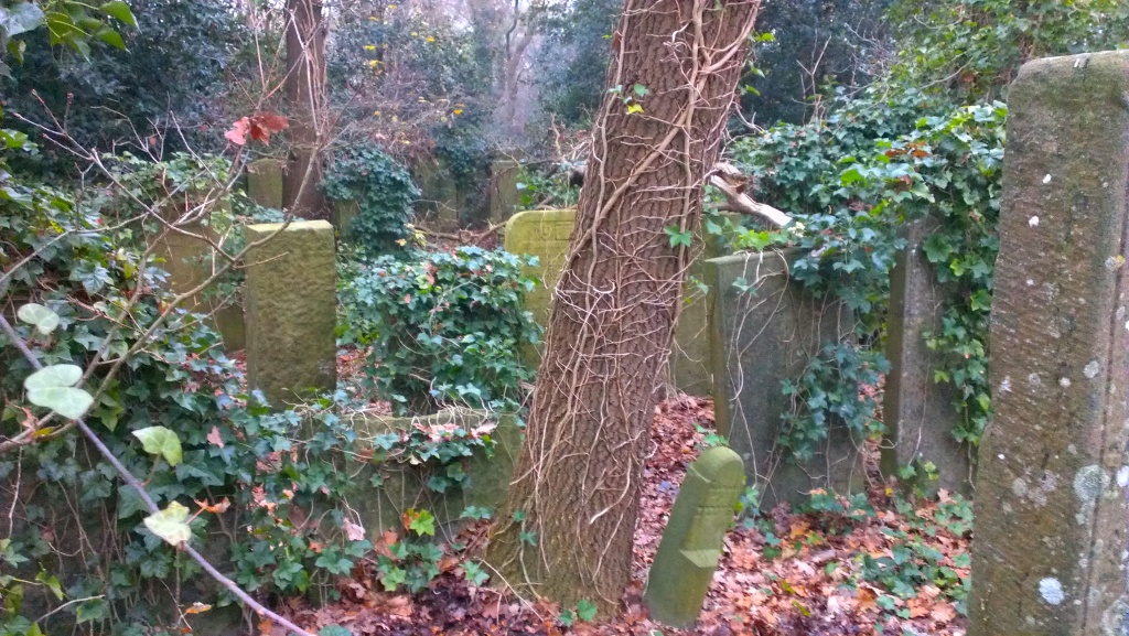 A smaller part of the cemetery has been reclaimed by woods, including huge holly bushes. Here you see the edges....