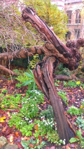 The 400-year old Mulberry tree.